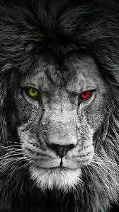 Pin By Sean Miley On Wallpaper Lion Wallpaper Lion Wallpaper Iphone Lion Photography