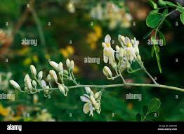 Image result for Moringaceae