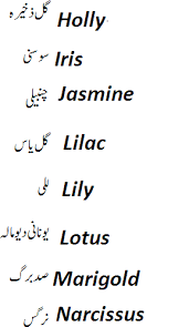 Orchid Flower Meaning In Urdu Best Flower Wallpaper