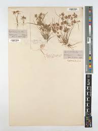 Image result for Pycreus pumilus