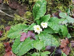 please if you can fill our this survey to help understand how you use our  local parks :-)