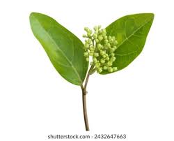 Image result for Premna serratifolia