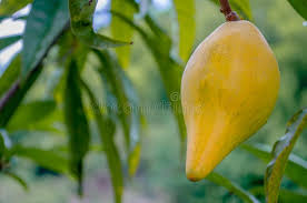 Posted on october 22, 2011 by zoom50. 116 Tiesa Fruit Photos Free Royalty Free Stock Photos From Dreamstime