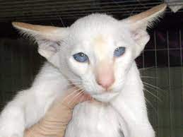 Pin By Bonita Frye On Cats Oriental Shorthair Cats Unique Cats Cats And Kittens