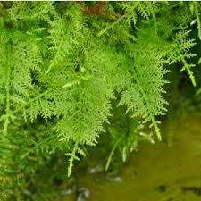 Image result for Selaginella vogelii