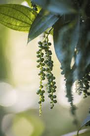 Maybe you would like to learn more about one of these? Top 7 Plants That Repel Raccoons Raccoon Repellent Levo League