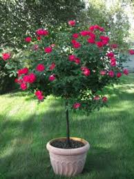 Zone 6b.i purchased this rose at a reputable nursery (terra) and have never had any issues with any stock until now. Knock Out Rose Tree On Fast Growing Trees Nursery Knockout Rose Tree Rose Trees Knock Out Rose