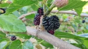We did not find results for: 682 Mulberry Stock Videos Royalty Free Mulberry Footage Depositphotos