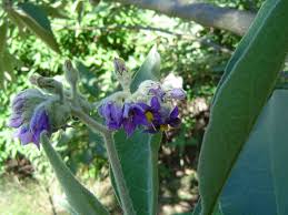 Image result for Solanum mauritianum