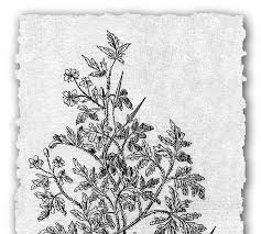 Image result for Swertia pleurogynoides