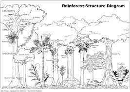 Select from 35919 printable crafts of cartoons, nature, animals, bible and many more. Rain Forest Trees Coloring Page Coloring Home