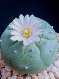 Can you compare peyote with a mushroom trip? 13 Lophophora Ideas Succulents Cacti And Succulents Cactus