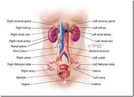 Urinary System Female Interstitial Cystitis Renal Cystitis