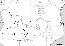 Image result for Dielsiothamnus divaricatus