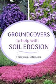 In spring, the entire plant is covered with tiny white flowers tinged with pink. 15 Best Flowering Ground Covers For Sun Finding Sea Turtles Sloped Garden Ground Cover Plants Hillside Landscaping