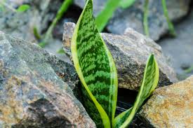 Image result for Sansevieria hyacinthoides