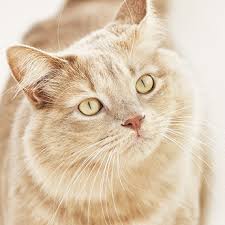 Second chance 24687 highway 179 ste 1 boonville mo 65233. Columbia Second Chance Pets For Patriots