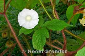 Image result for Merremia aegyptia