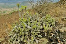 Image result for Euphorbia memoralis