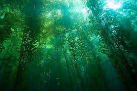Kelp Forest Kelp Forest Forest Photos Forest