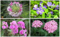 Image result for flowers that need full sunlight