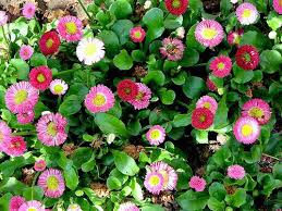 Rendi speciale il giorno di una persona che ami con i nostri fiori di compleanno. Fiori Per Compleanno Quali Scegliere Per Non Sbagliare