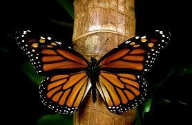 Los Mejores Santuarios Para Disfrutar De La Mariposa Monarca Tu Dosis Diaria