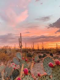 Desert Vibes Nature Aesthetic Desert Aesthetic Nature