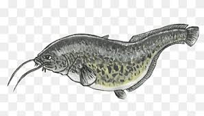 No doubt one day they'll take complete control over our lives. Drawing Common Carp Catfish Fish Koi Marine Mammal Pencil Animals Png Pngwing