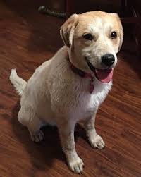 Donate your monthly support gives us the resources to never have to turn a lab away that needs our care. Pin On Pets