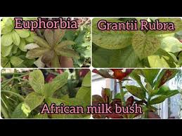 Image result for Euphorbia grantii