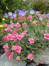 Image result for Pimpinella ledermannii