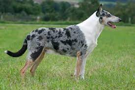 Blue merle smooth coat collie. Smooth Collie Smooth Collie Unique Dog Breeds Big Dog Breeds