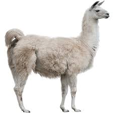 Image result for llama