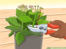 The san pedro cactus (trichocereus pachanoi) grows in a single, thick column. How To Prune Kalanchoe 7 Steps With Pictures Wikihow Kalanchoe Flowers Garden Decor Projects House Plant Care