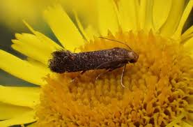 Image result for Disperis sp. nov. aff. bifida