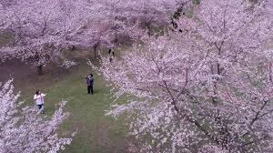 Silk cherry blossom branch 24'' tall, japanese sakura flower / traditional chinese plum, floral arrangements, home / wedding decor, spring. Branch Brook Park Cherry Blossoms 2019 How And When To See Them
