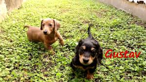 Any of these health problems can shorten a dachshund's lifespan. The Most Beautiful Long Hair And Short Hair Dachshund Puppies Youtube