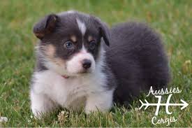 Well you came to the right place. Pembroke Welsh Corgi Puppy Dog For Sale In Athens Tennessee