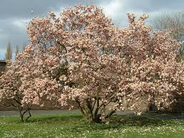 Image result for magnolia soulangeana