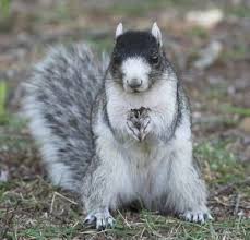 Black And White Squirrel Like Animal Alabama Land Trust Inc Georgia Land Trust Inc Fox Squirrel Animals Animals Beautiful