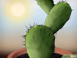 Da bible says that god wen make odda guys come back to life befoa an he like do um again. How To Save A Dying Cactus 15 Steps With Pictures Wikihow