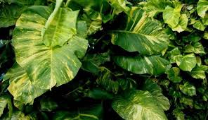 Water well, till the water comes out the bottom drip openings. Devil S Ivy Care Guide How To Grow A Gorgeous Golden Pothos