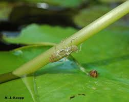 Image result for Gnidia hockii