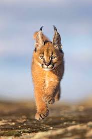 Because of differing tastes among cat fanciers, the siamese cat has been bred to emphasize certain more popular cosmetic traits, relegating the original. Important Facts About Caracal Pet You Need To Know