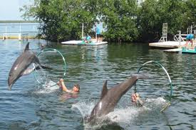 Pin By Florida Keys Exp On Pics From Key Largo Florida Key Largo Florida Florida Travel Destinations Florida Vacation