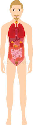 See internal organs man stock video clips. Male Human Anatomy Internal Organs Stock Vector Colourbox