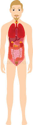 Reproductive organs include things like the uterus and testicles. Male Human Anatomy Internal Organs Stock Vector Colourbox
