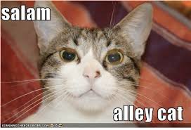 Image result for lolcats