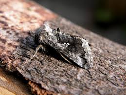 Image result for Syngrapha interrogationis